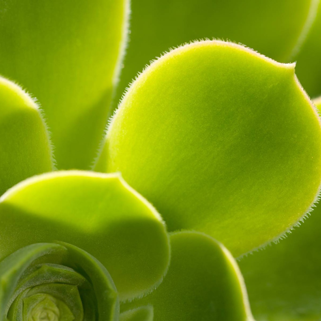 Красивое растение