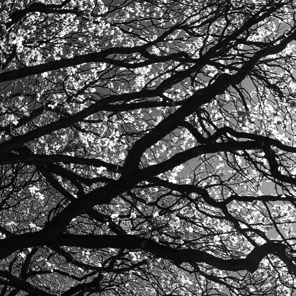 Цветущее дерево