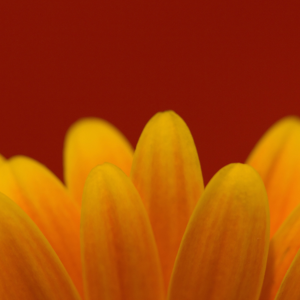 Цветочные лепестки