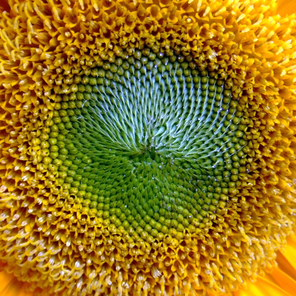 Золотое солнце