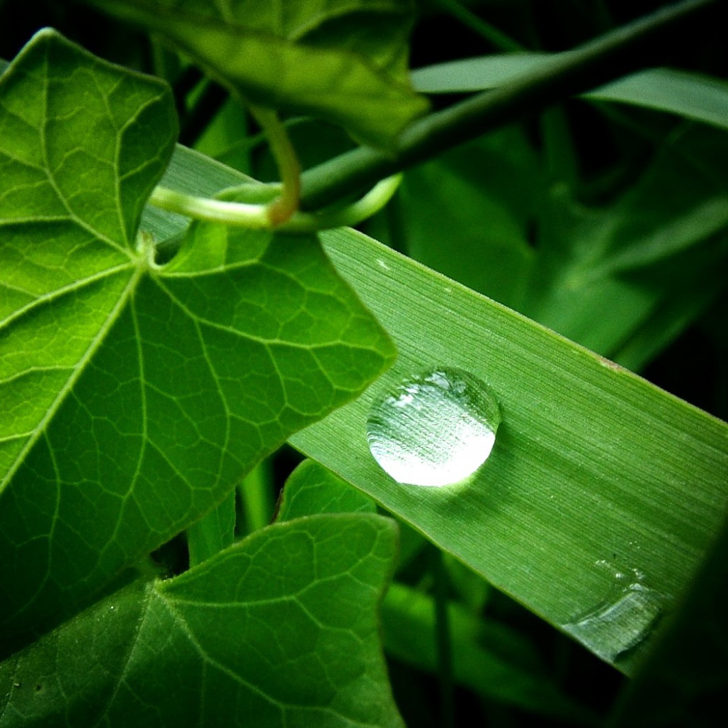 Зеленое растение