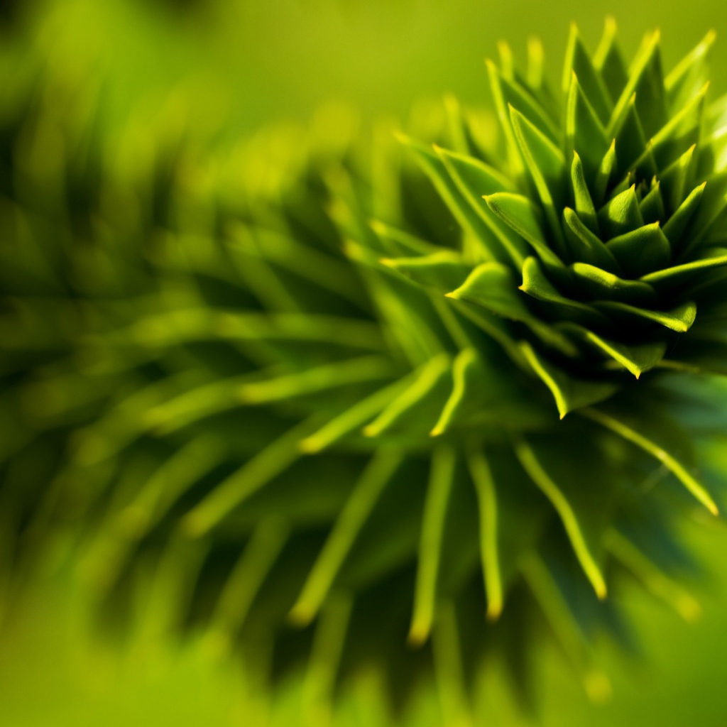 Зеленое растение