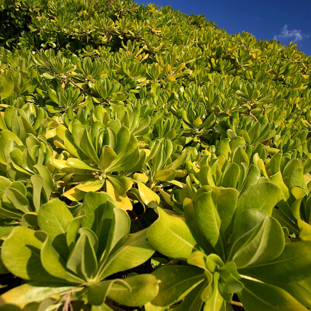 Зеленая пелена