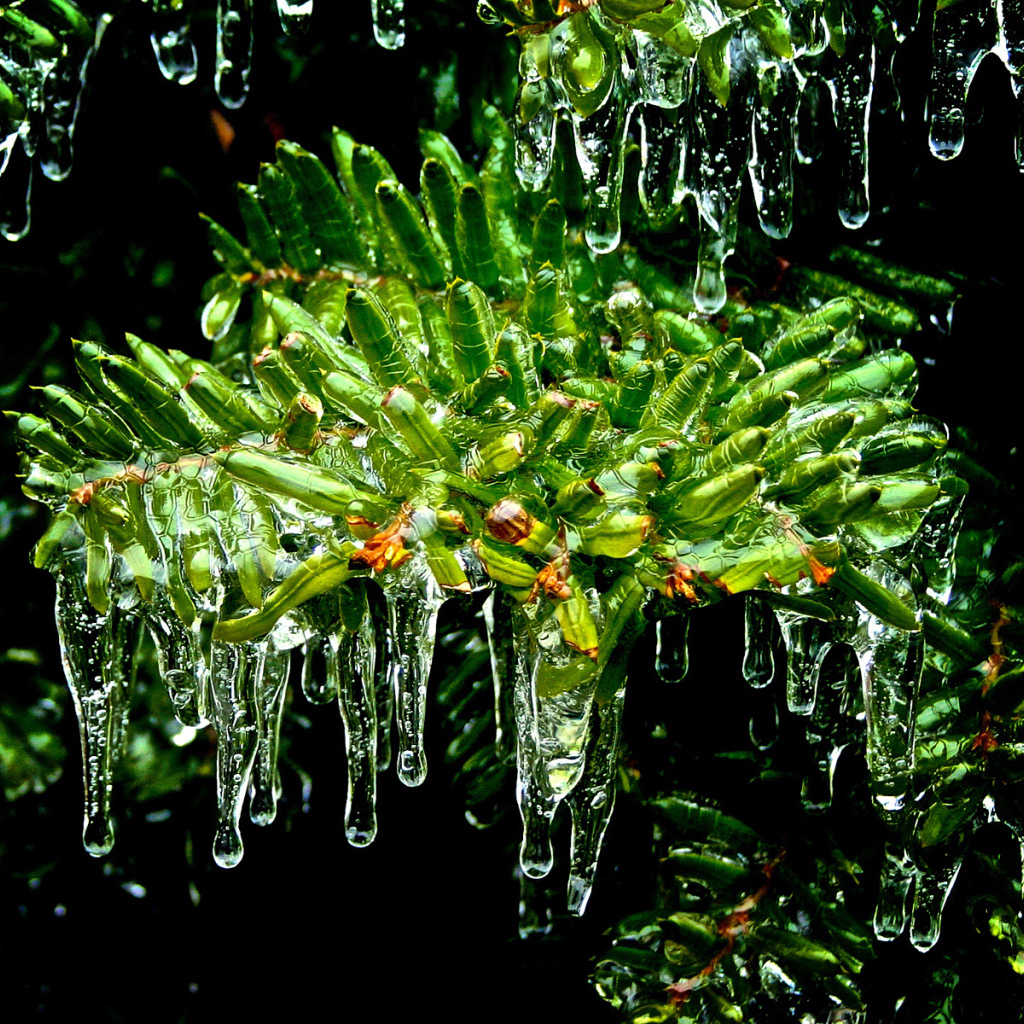 Листья покрытые льдом