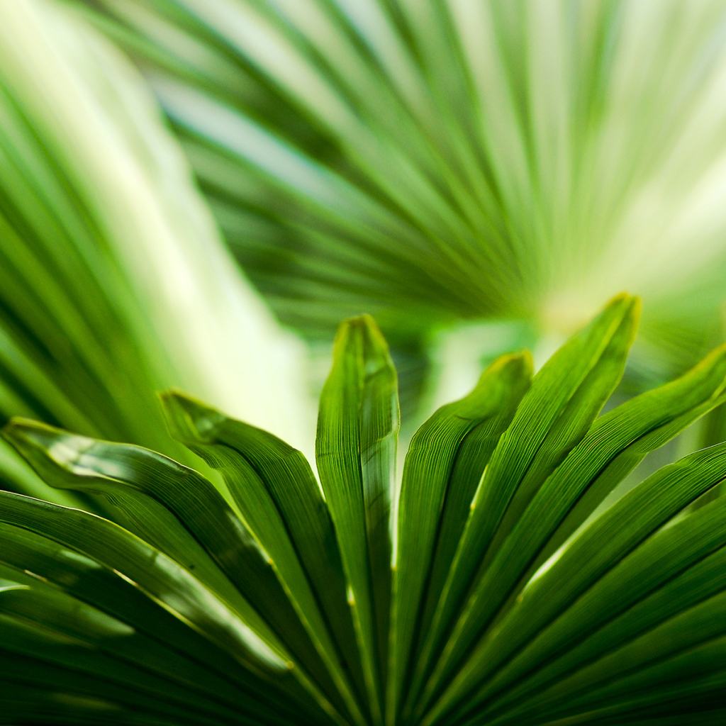 Листья зелени