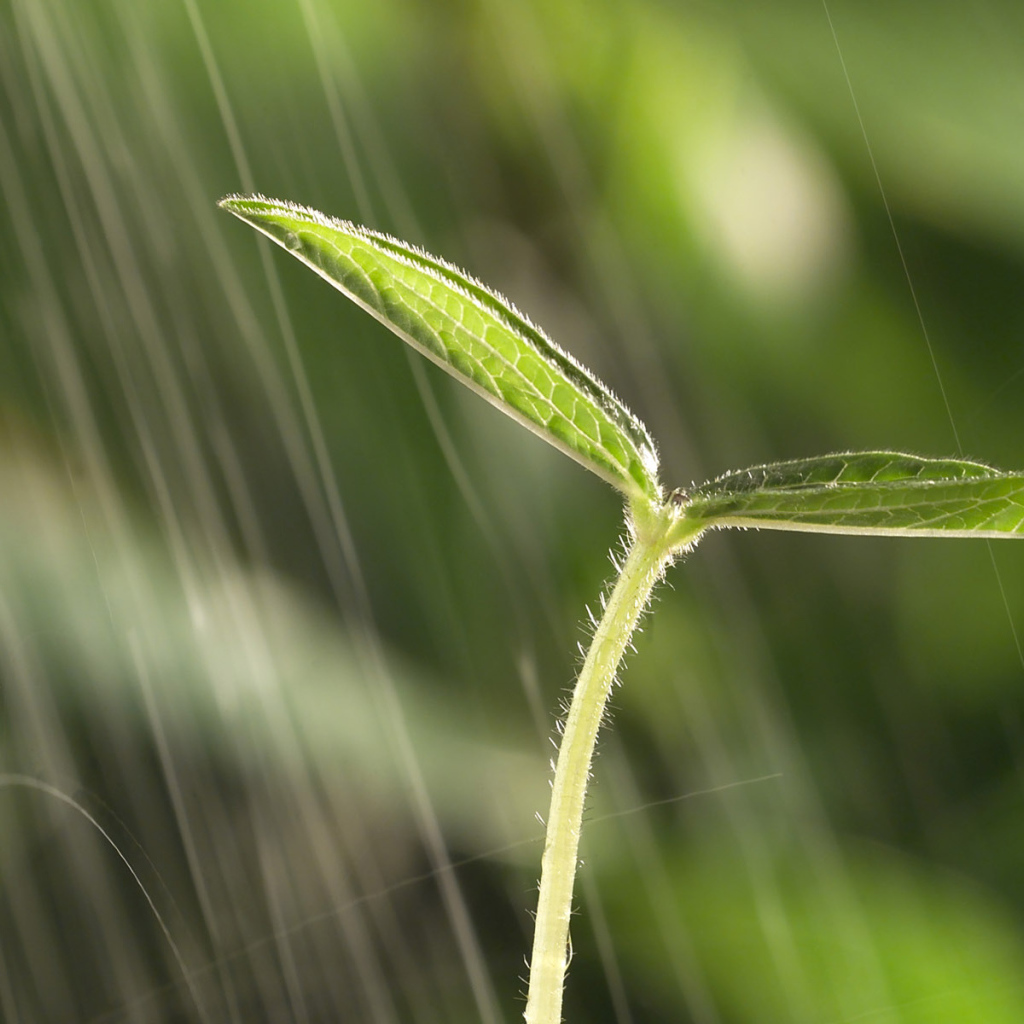 Маленький росток