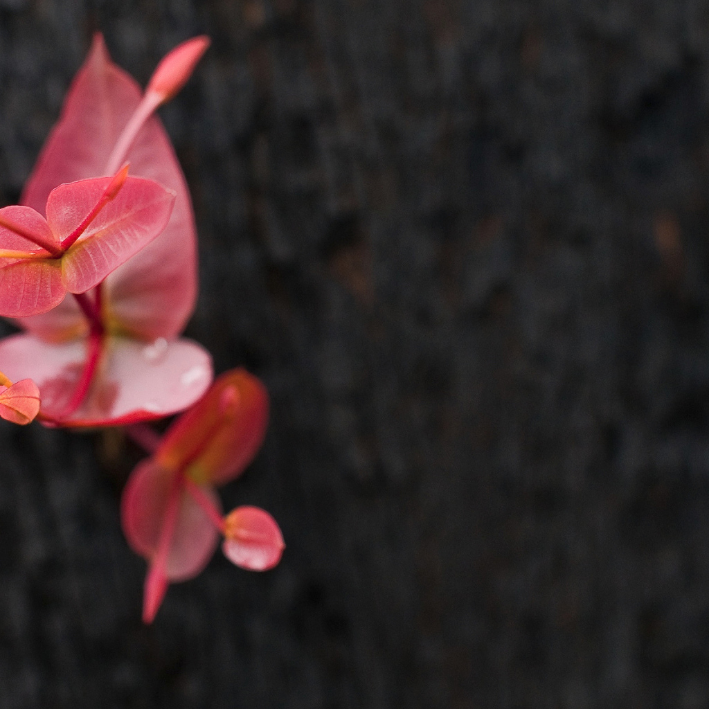 Маленькое красное растение