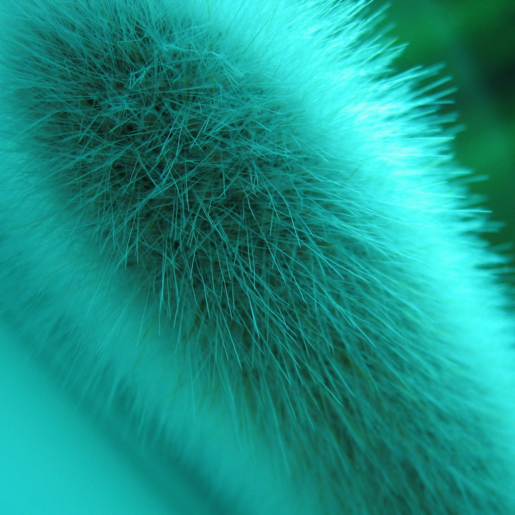 Макро съемка