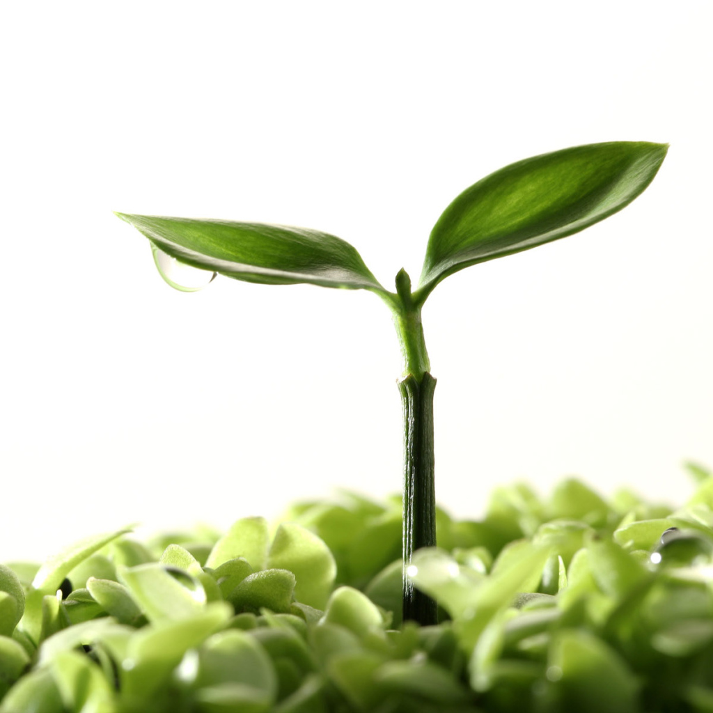 Новая жизнь