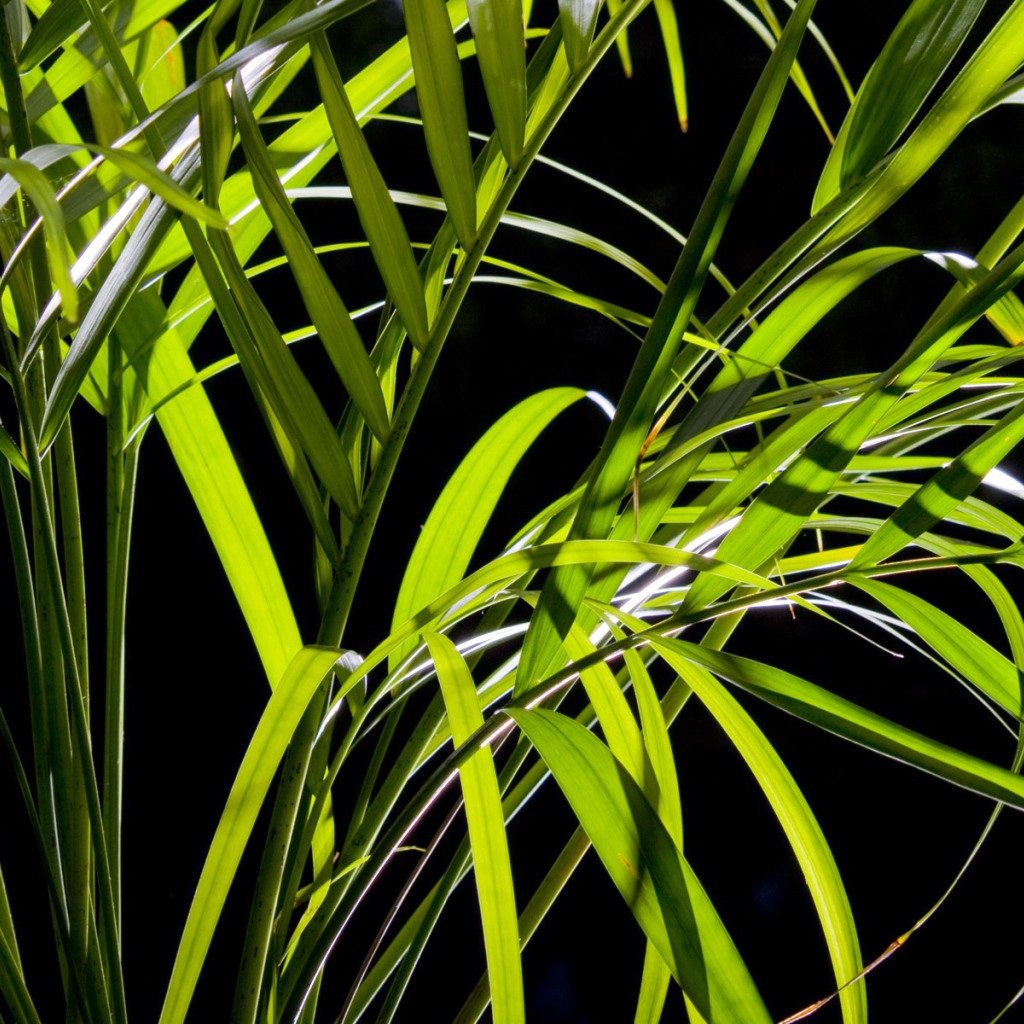 Листья пальмы