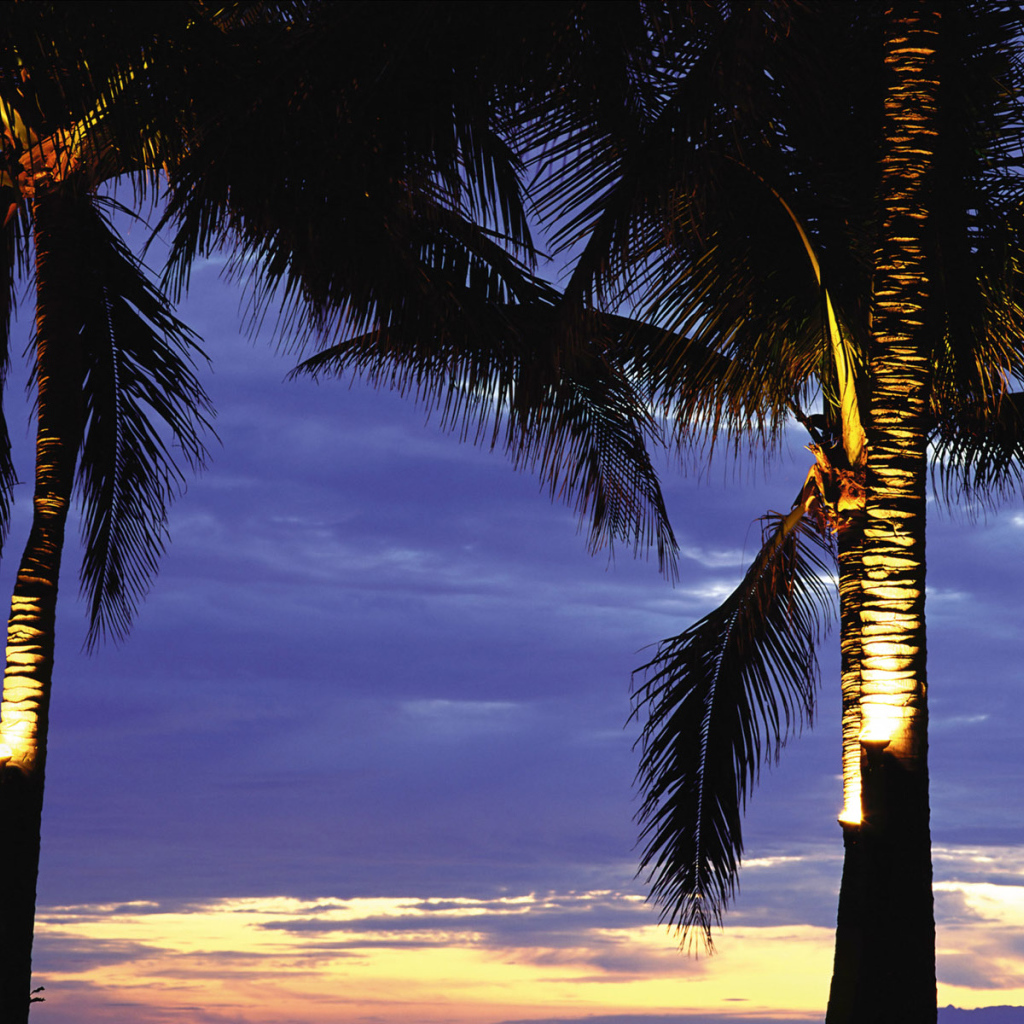 Пальмы в лучах заката