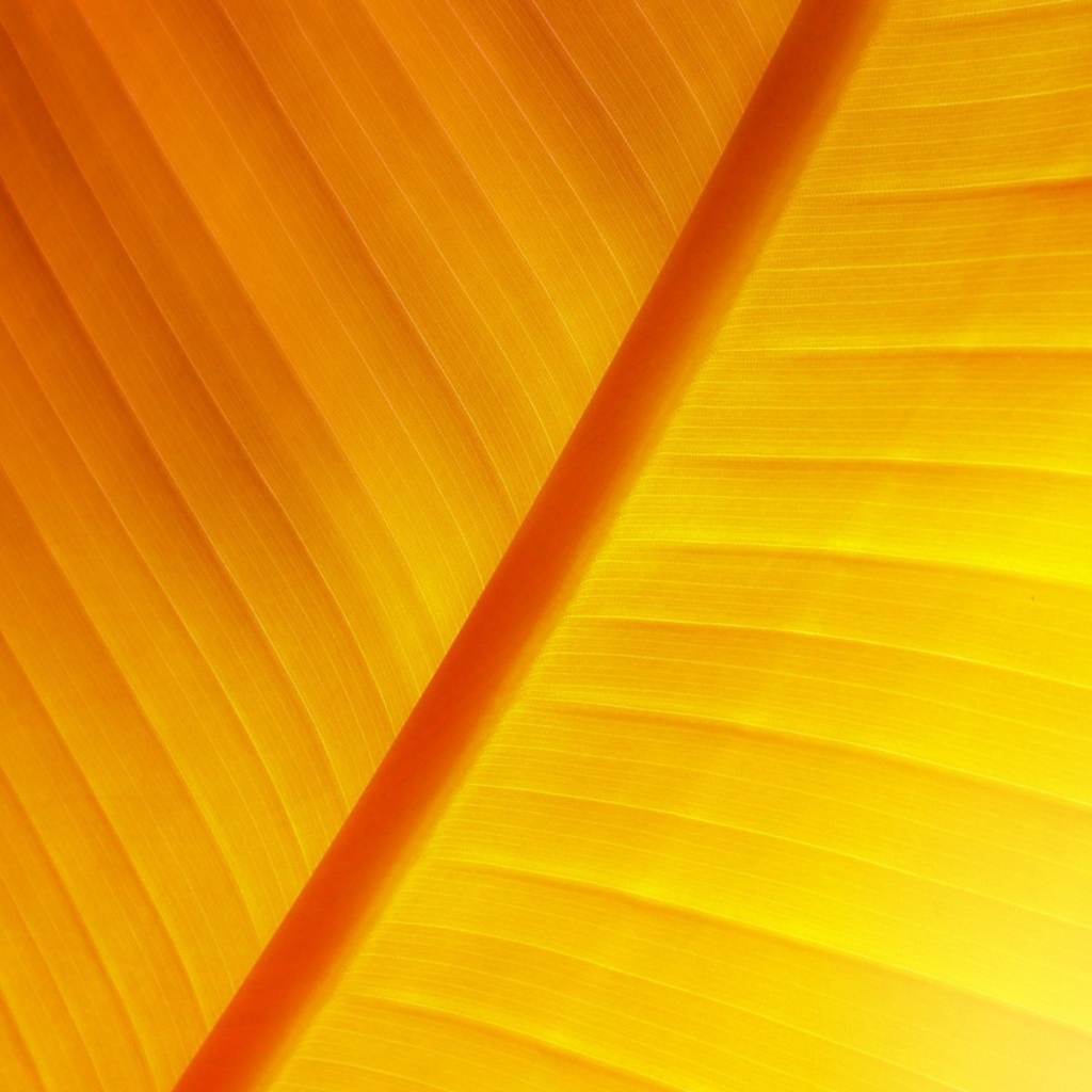 Солнечный лист растение