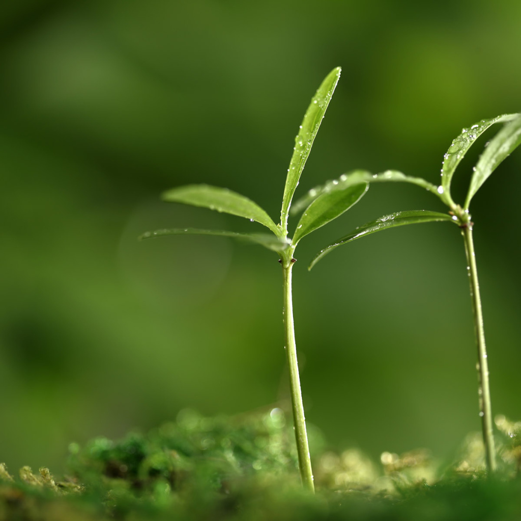 Весенняя пора