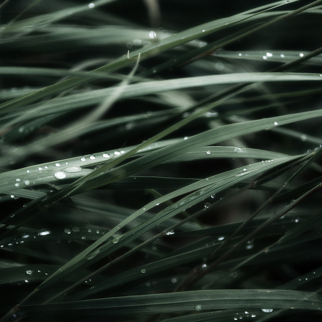 Трава после дождя