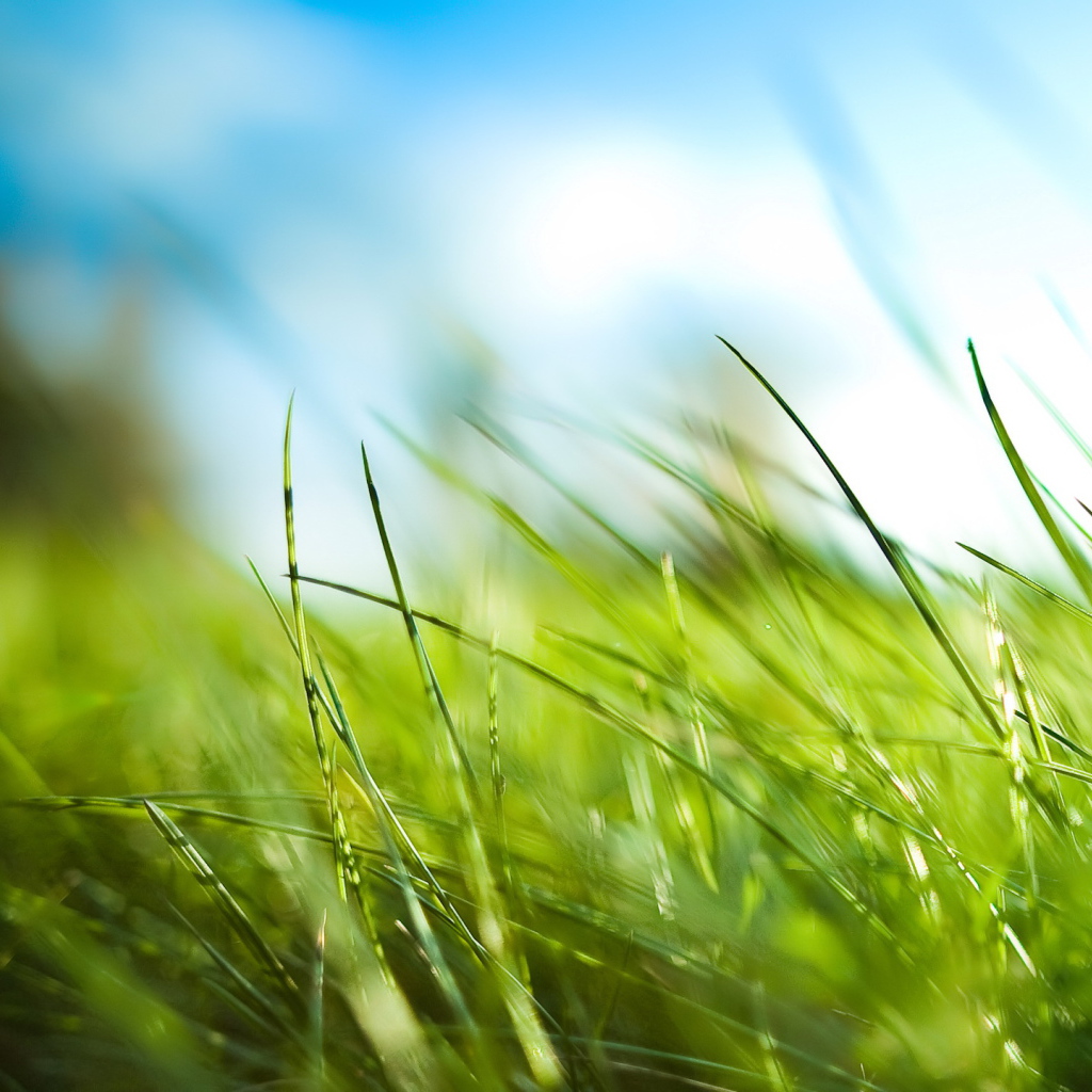 Трава у дома