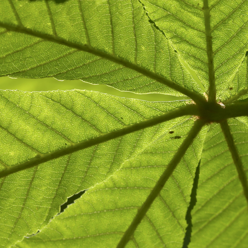 Текстура зеленого листа