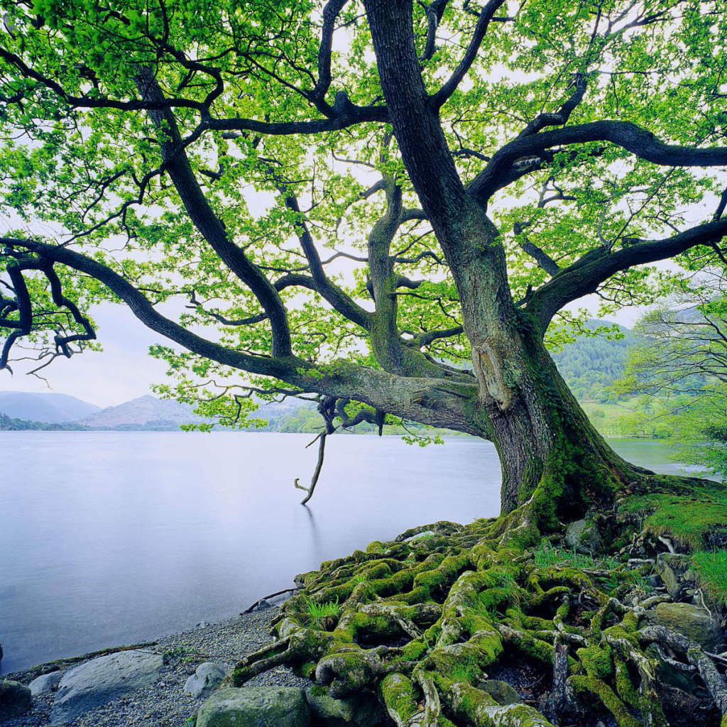 Дерево на берегу озеро