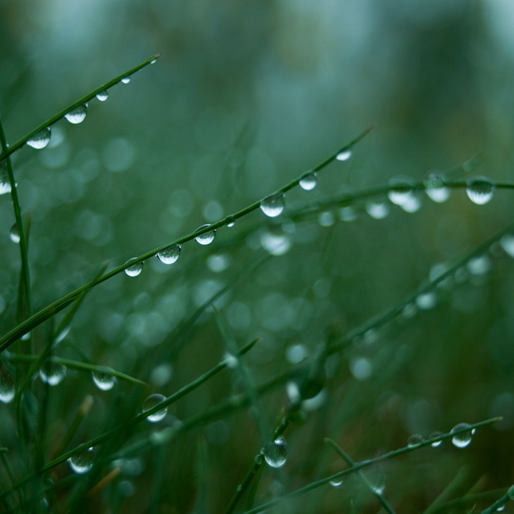 Мокрая трава