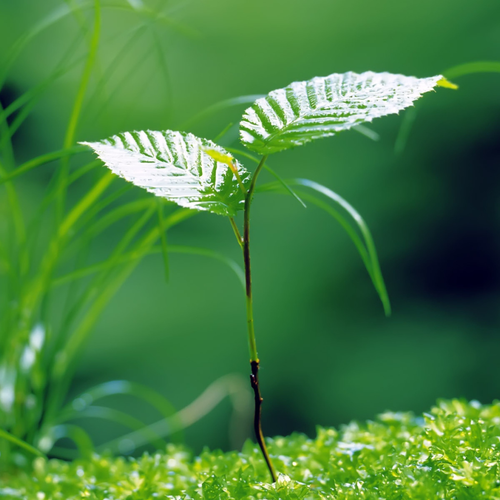 Молодая береза