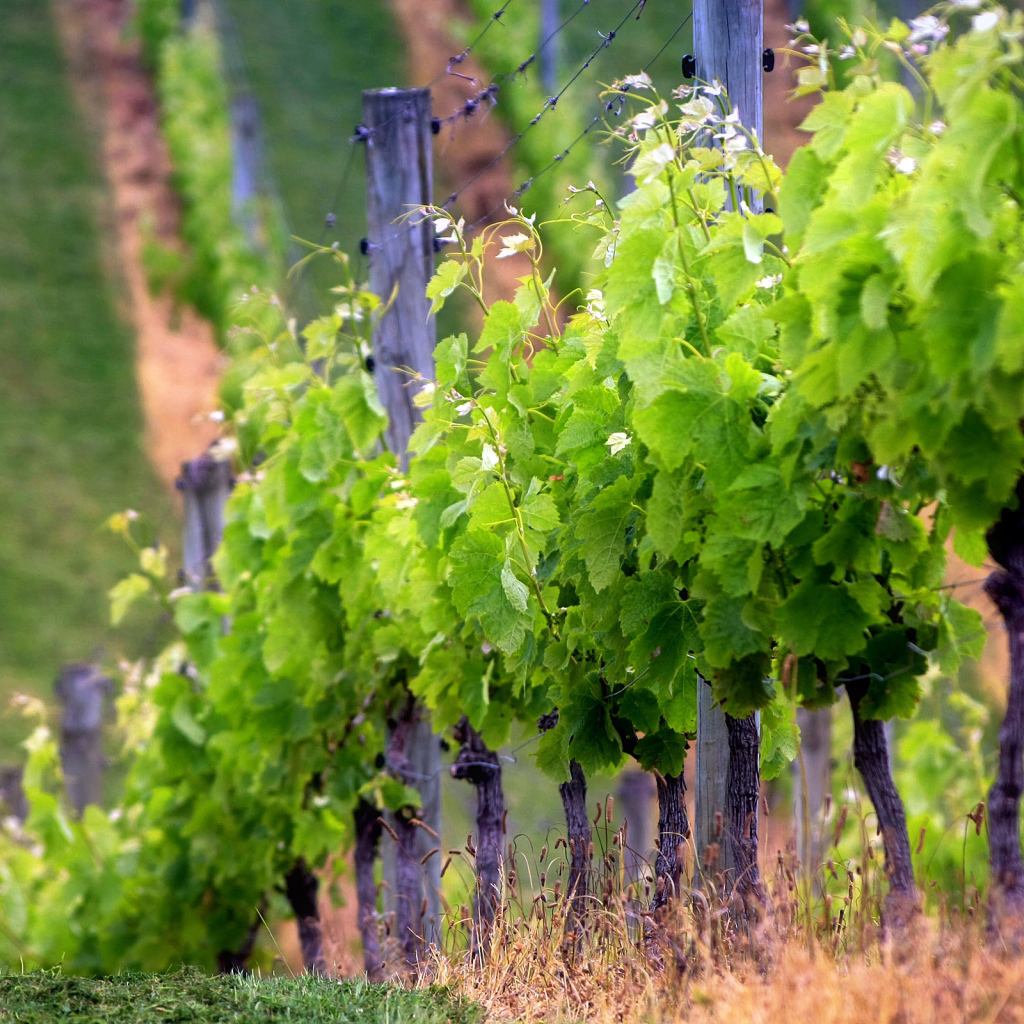 Виноградник