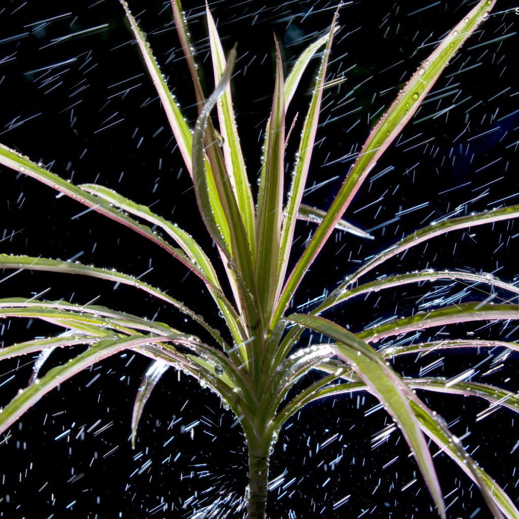  Dracaena