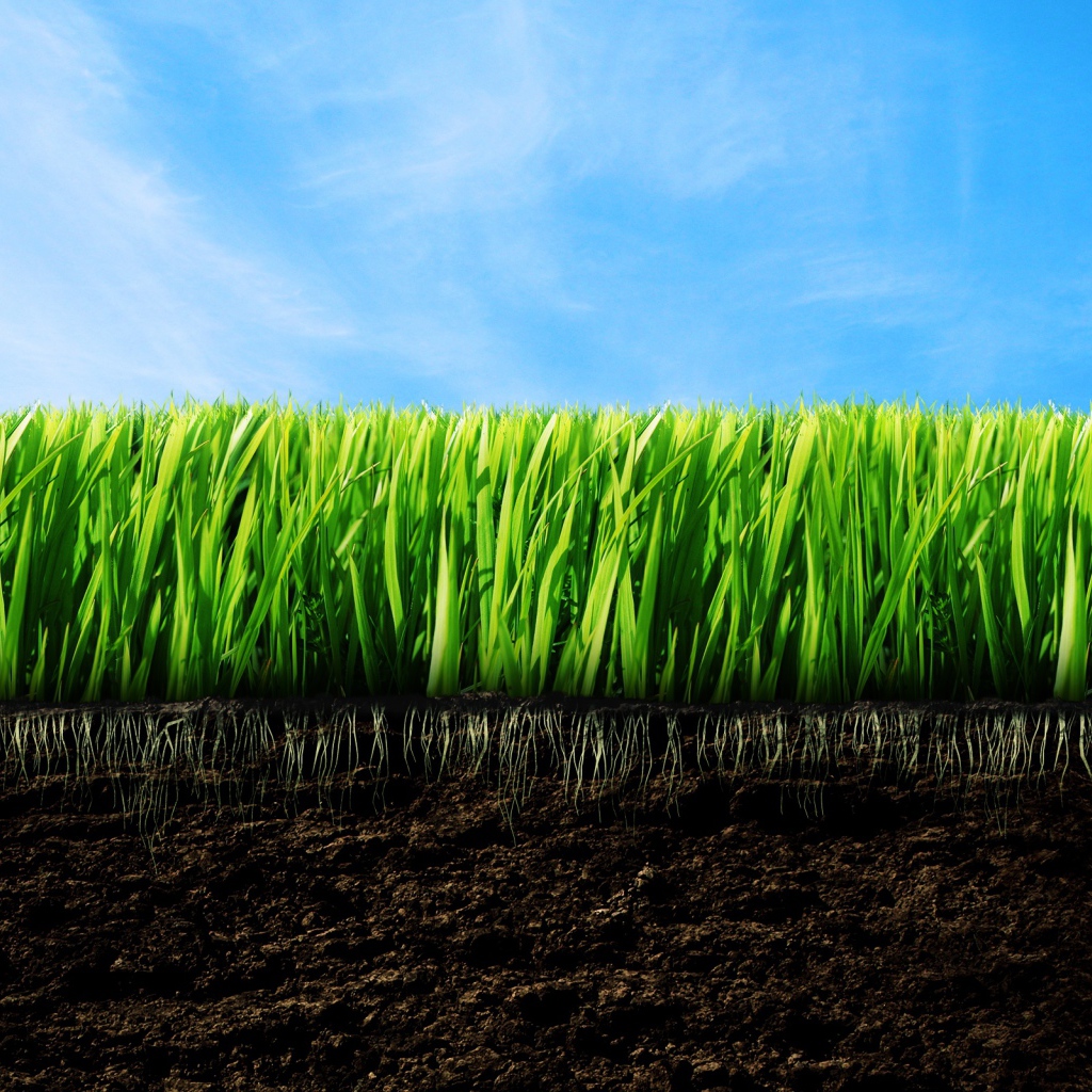 зеленая трава