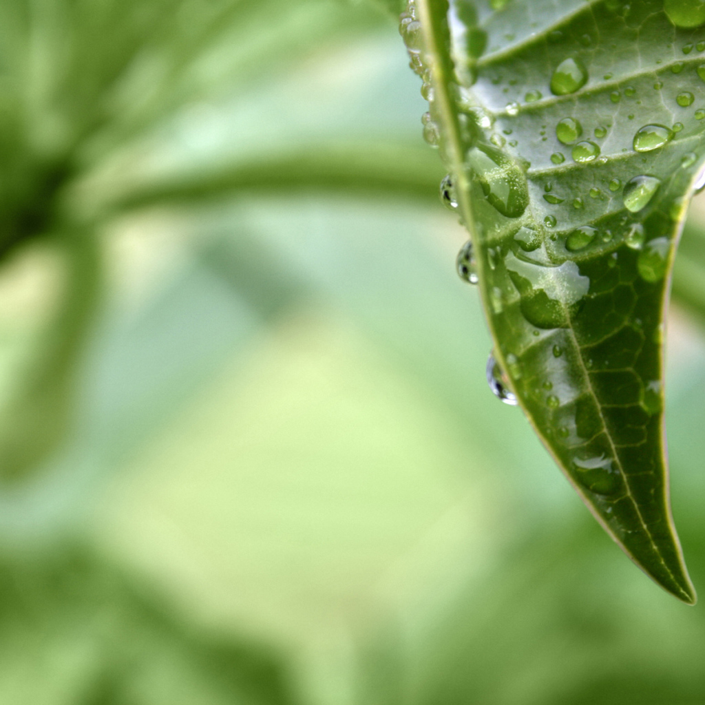 раса на листе