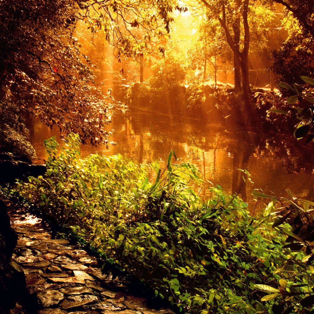 Красивый закат у лесной реки