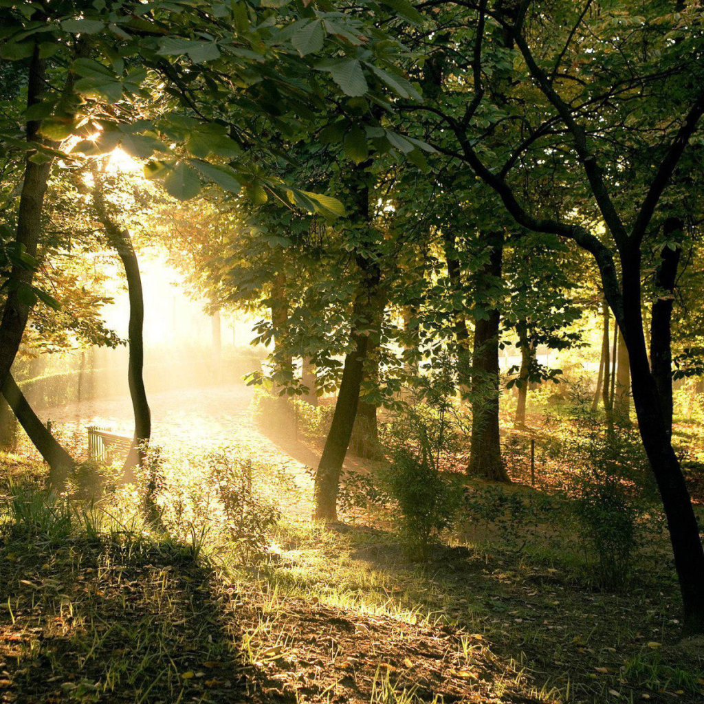 Солнечные лучи на закате