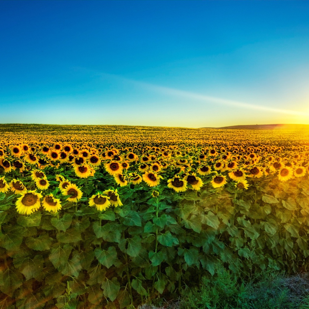 Поля подсолнуха на закате