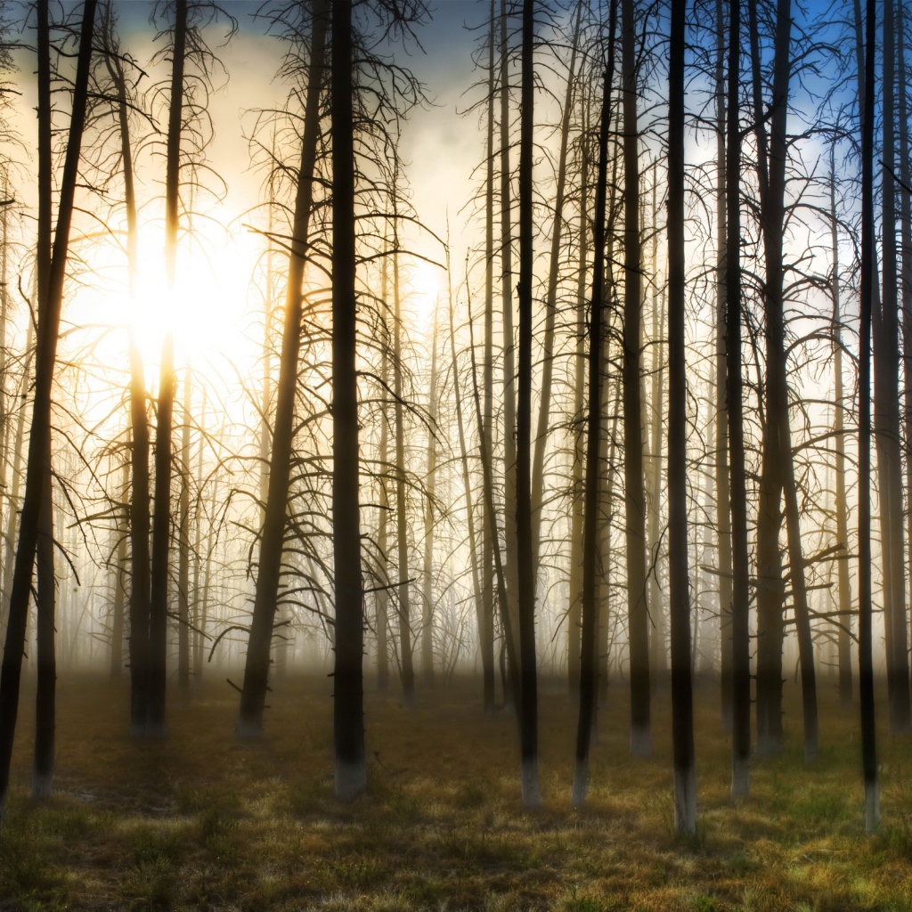Деревья на закате