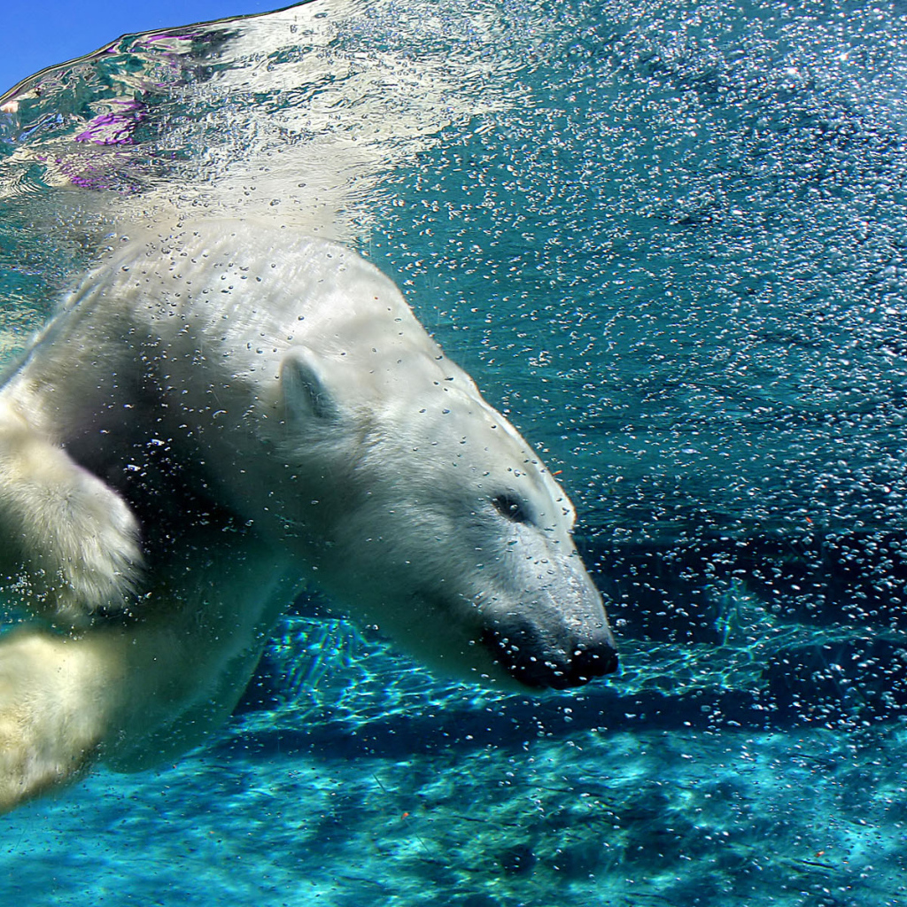 Плавающий Белый медведь