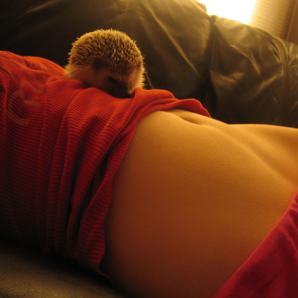 Похождения ежика