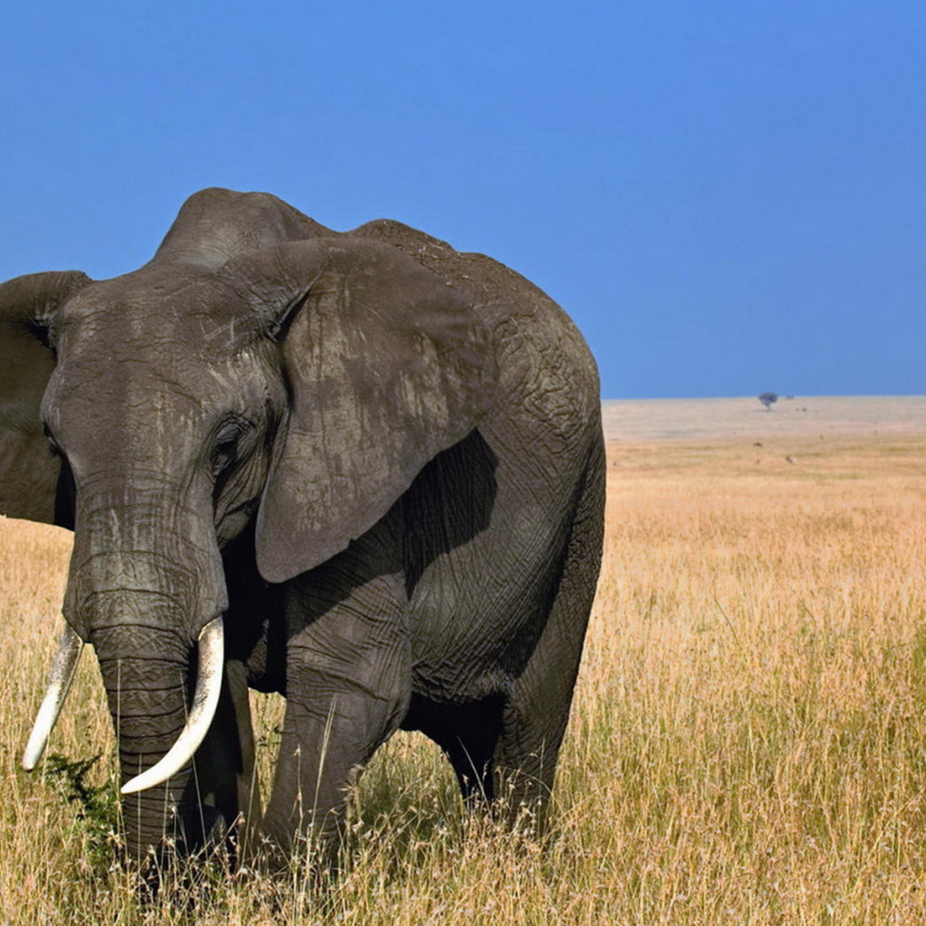 African elephant in Noding