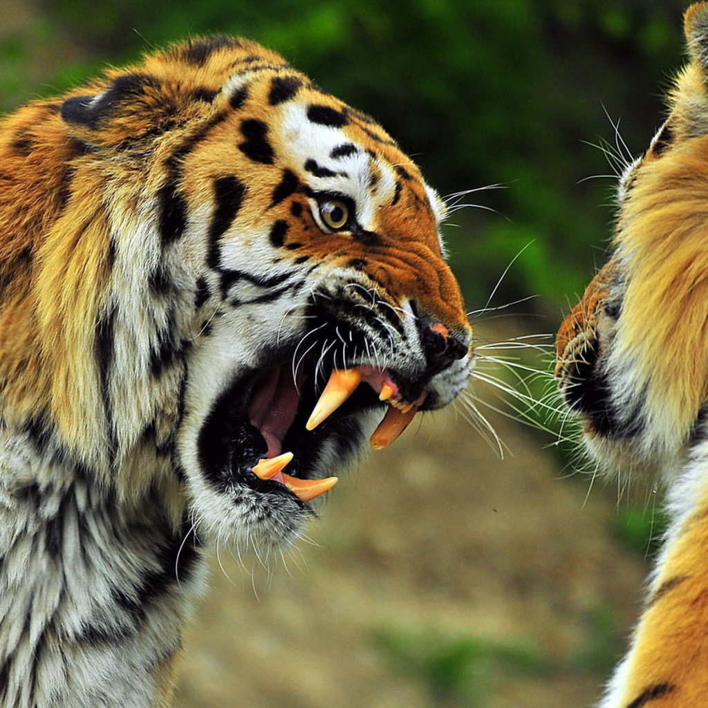 Звериная схватка