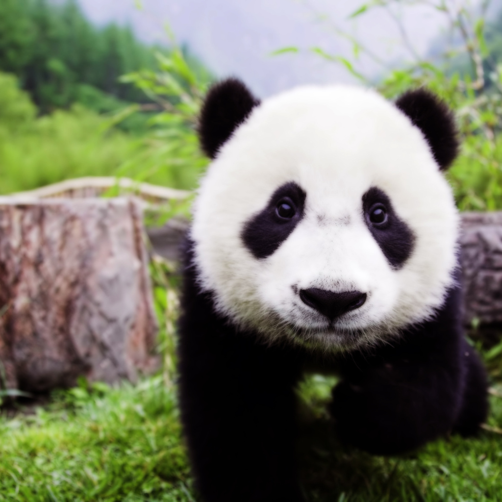 Детеныш панды