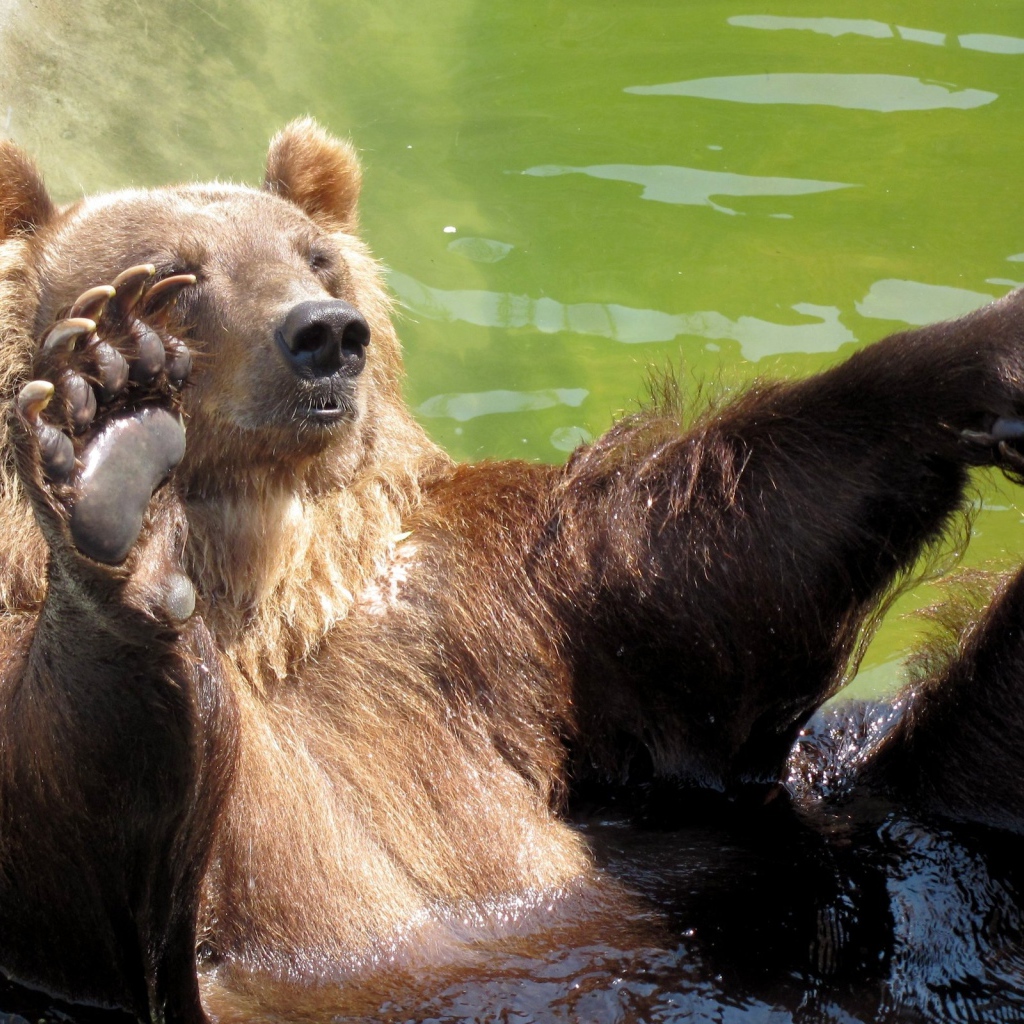 Купающийся медведь
