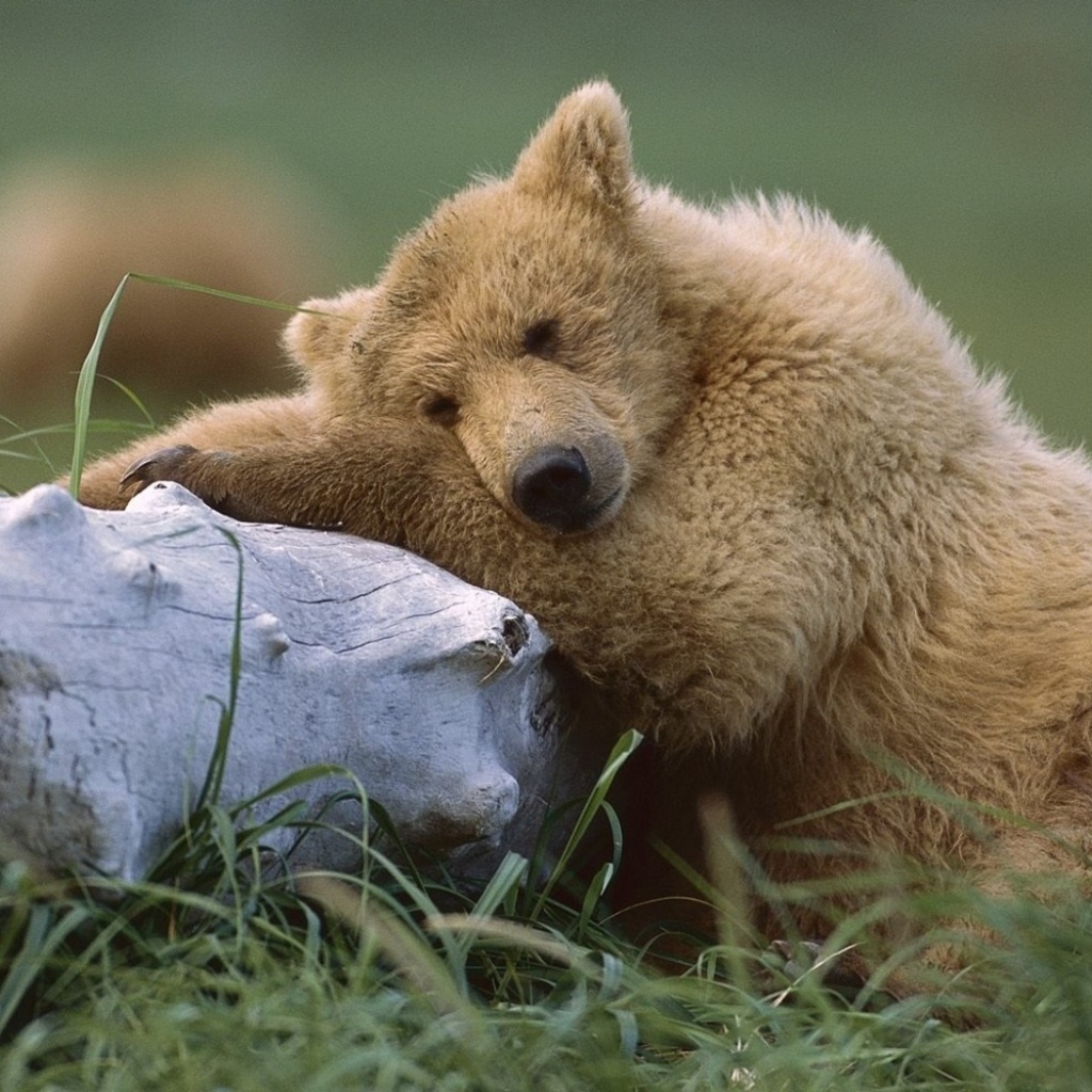 Медведь с бревном