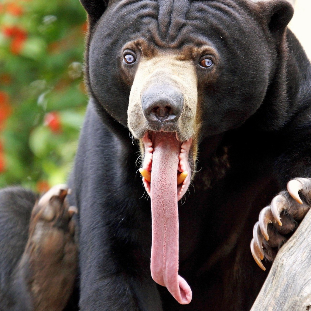 Медведь с длинным языком