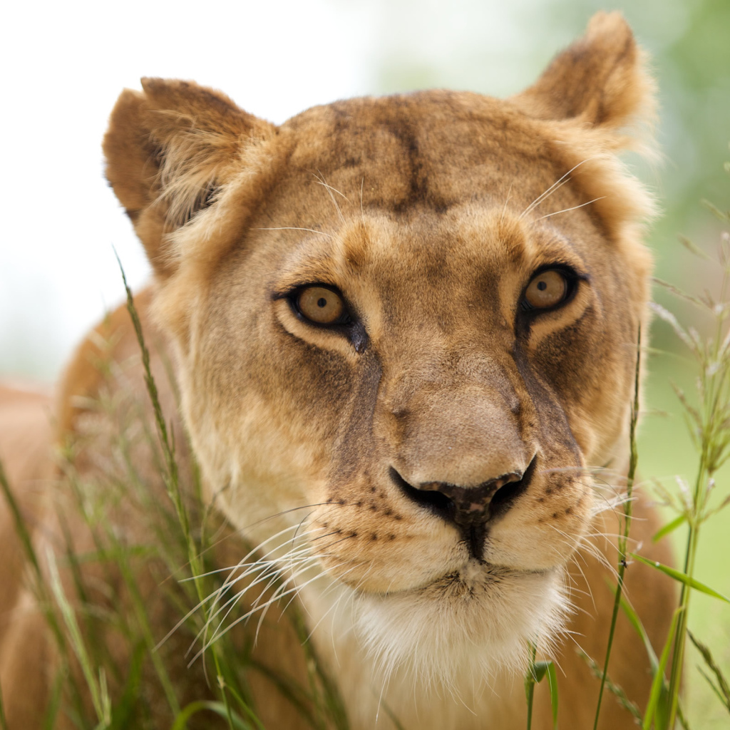 Красивая львица