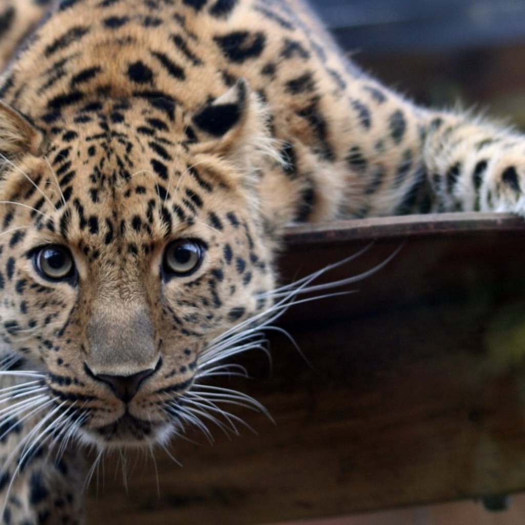 Большая пятнистая кошка