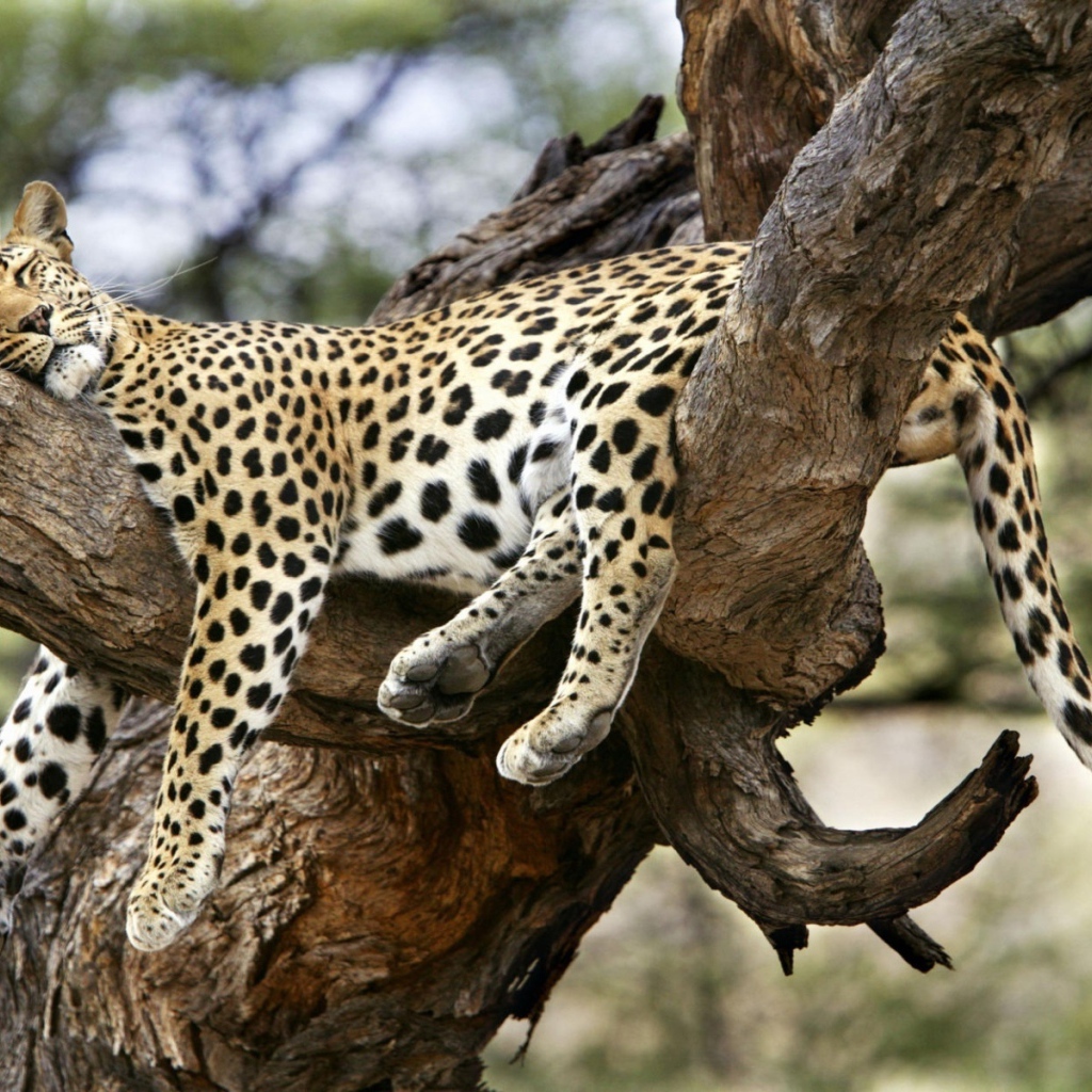 Большая кошка на дереве