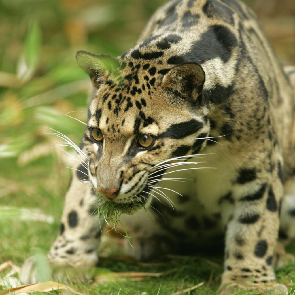 Большая киса