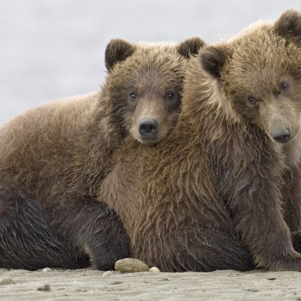 Братья медведи