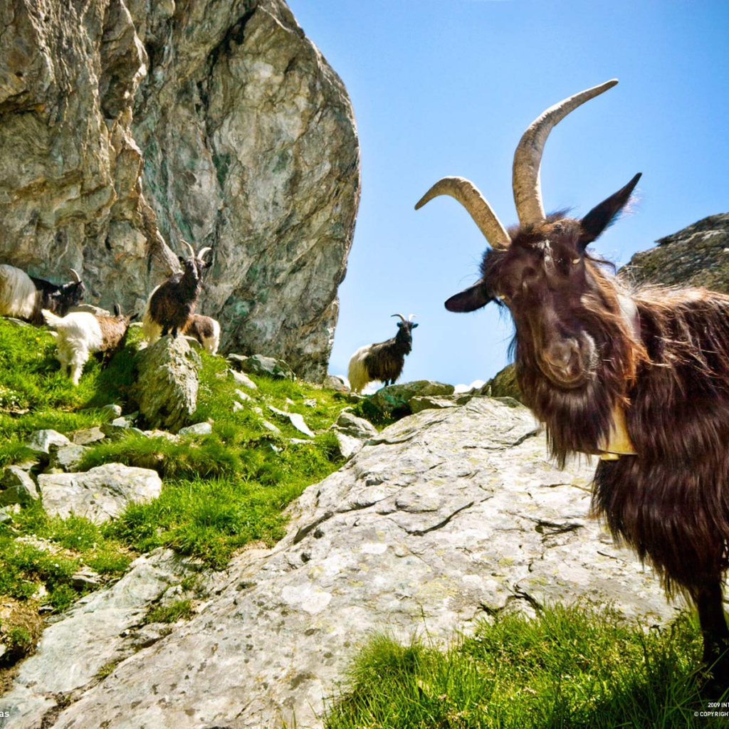 Горные козлы Капра