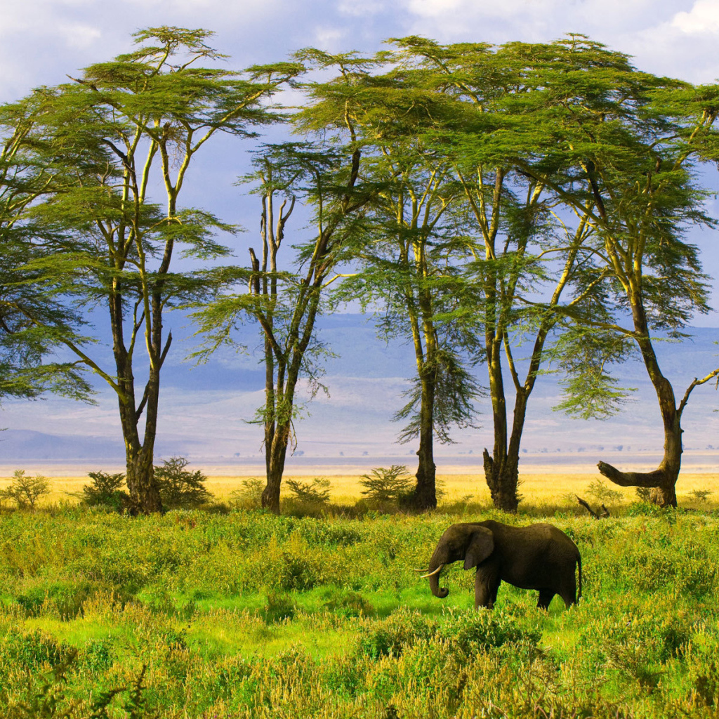 Слон в саванне