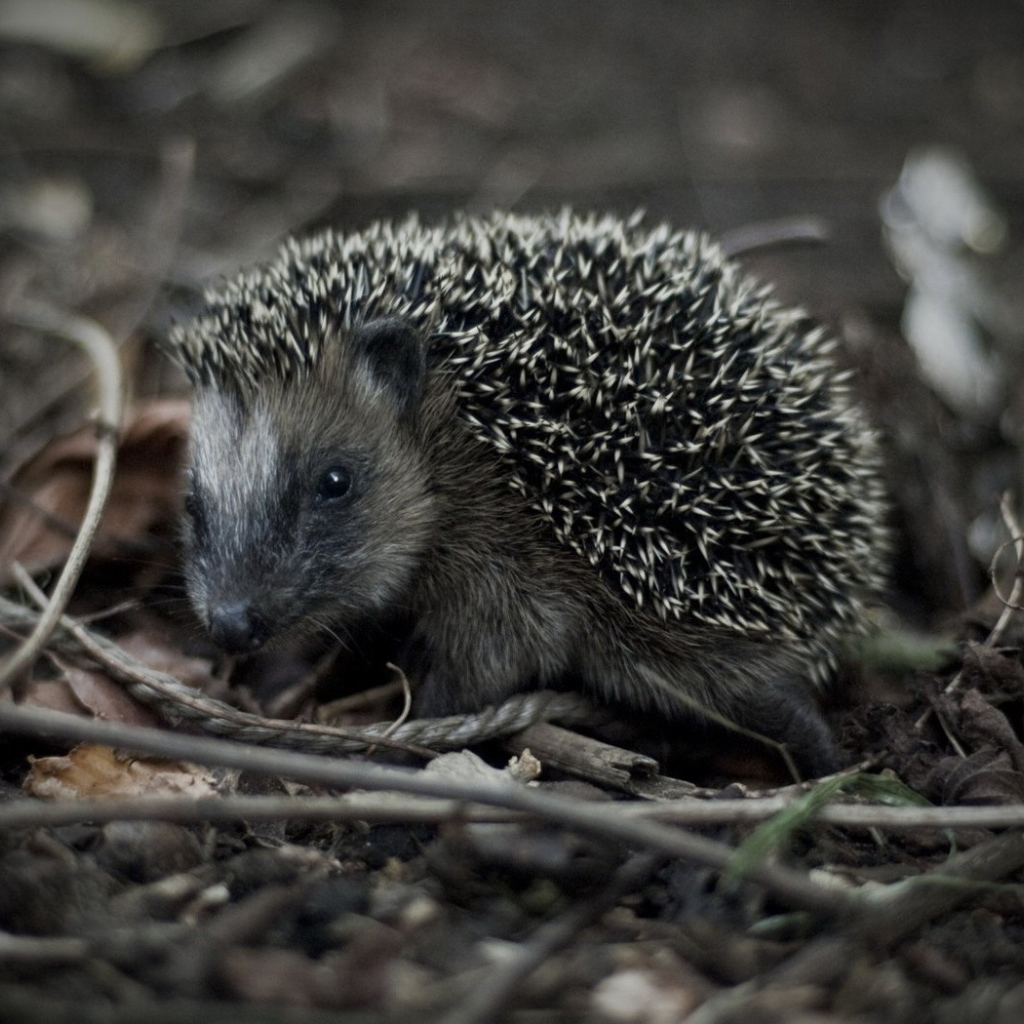 Убегающий ежик