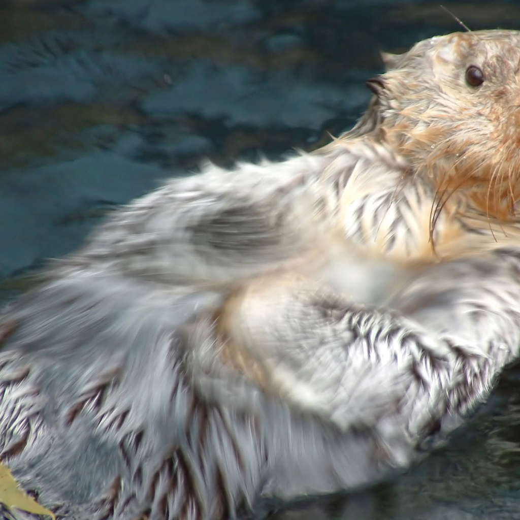 Плывущий бобер