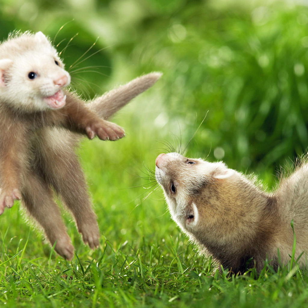 Игры хорьков