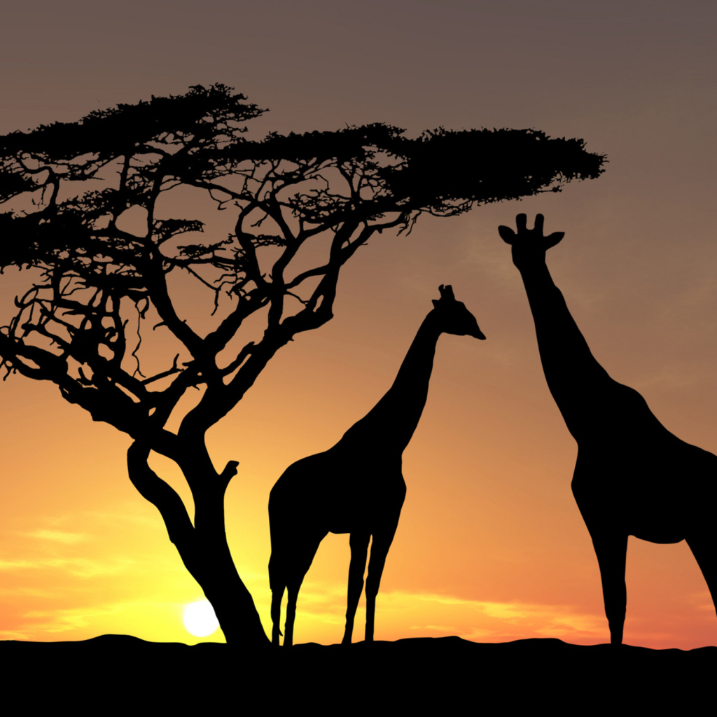 Жирафы в тени заката